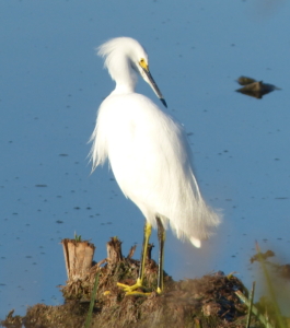 Sunset Hike at Ballona Freshwater Marsh! @ Ballona Freshwater Marsh